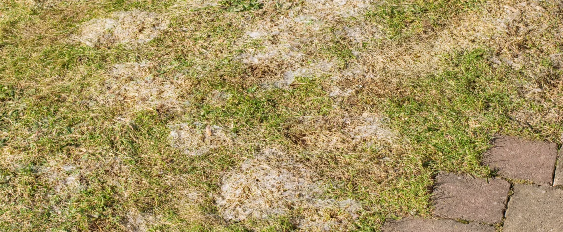 gray leaf spot fungus