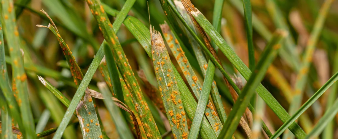 Protect your Florida lawn from fungi