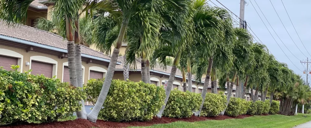Best landscaping palm trees Fort Myers