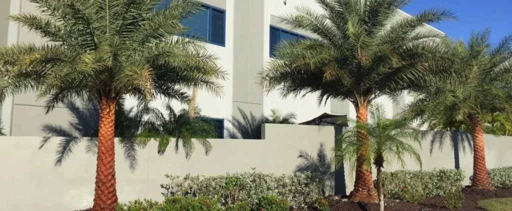 Top palm tree varieties Fort Myers landscaping