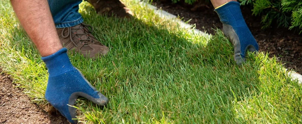 Sod Installation Services
