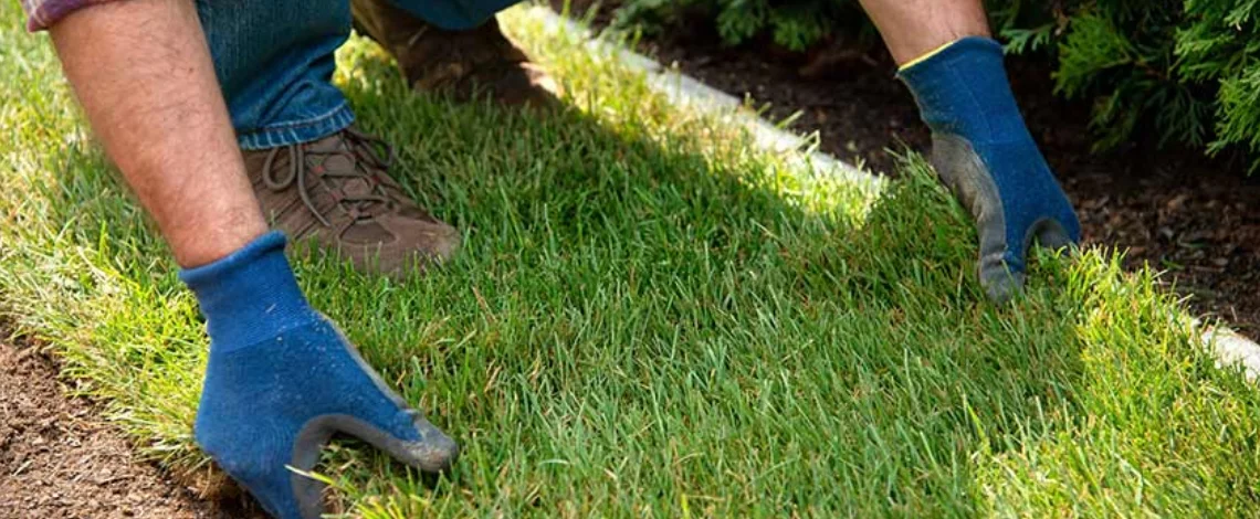 Perfect yard with professional sod installation