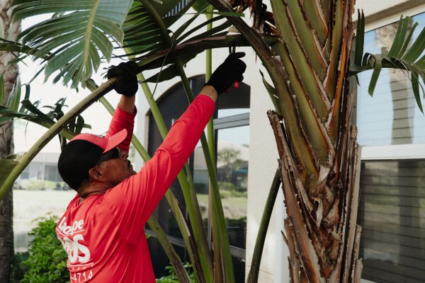 Expert tree trimming service