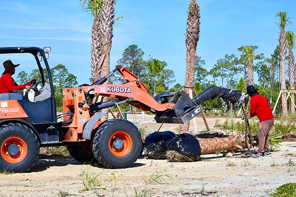 Lawn Care and Landscaping Services in Estero, FL