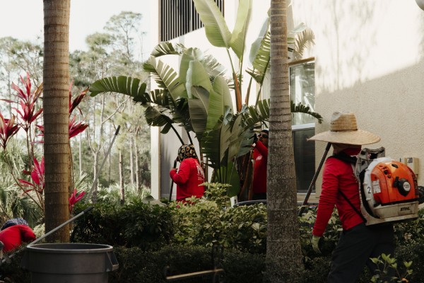Professional tree pruning and trimming