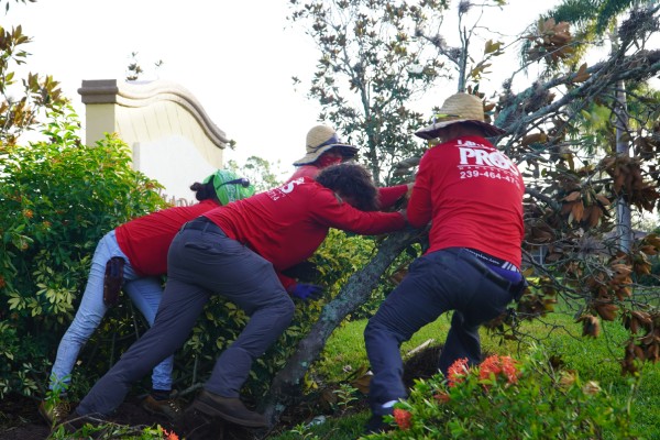 Professional tree removal experts