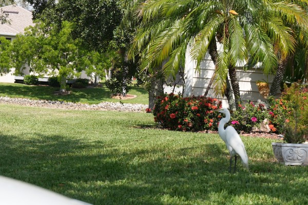 Sod Installation in Fort Myers, FL