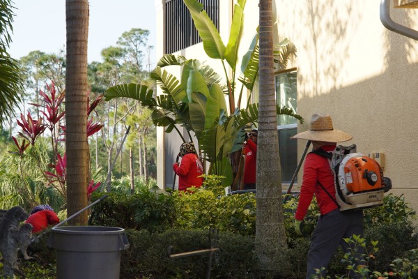 tree trimming experts in fort myers fl