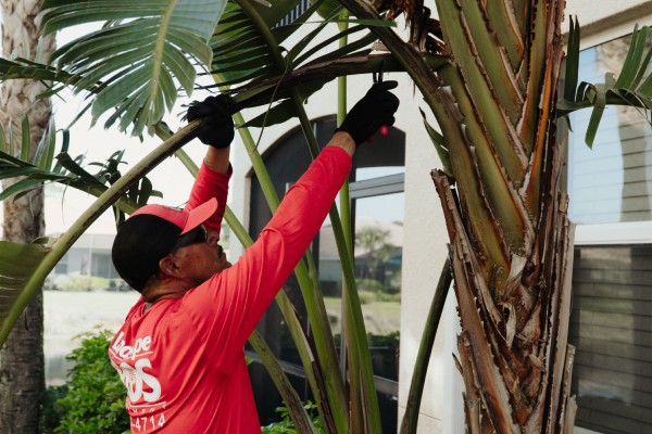 Tree Trimming in Fort Myers, FL