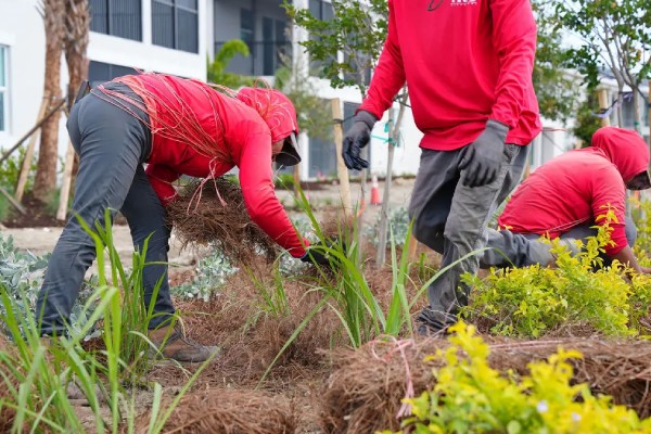 lawn weed control in eastwood village