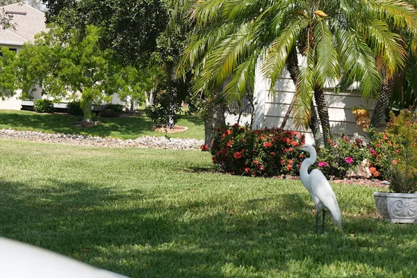 Lawn Care and Landscaping in Pelican Preserve, FL