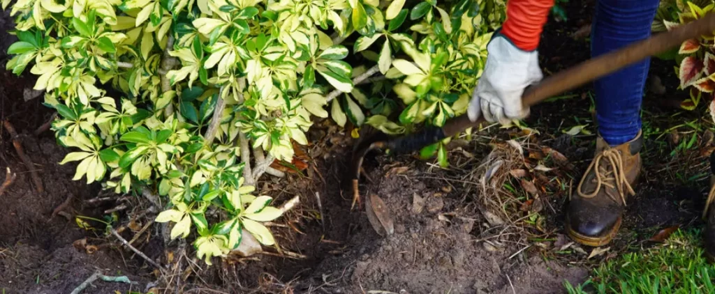 professional mulching for practical fall preparation fl