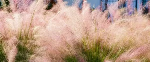 Florida-Friendly Landscaping in Fort Myers: A Homeowner’s Guide florida friendly landscaping fort myers