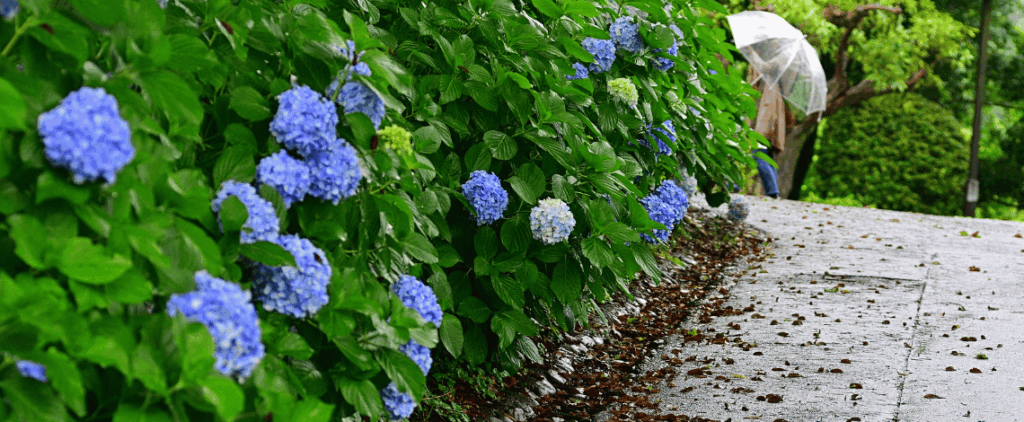 florida rainy season landscaping