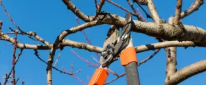 How to Hurricane-Proof Your Fort Myers Landscape Before and After a Storm Hits hurricane landscaping tips fort myers