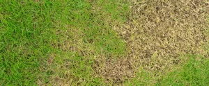 Why Is My Lawn Dying in Fort Myers? 8 Common Lawn Problems in Southwest Florida lawn problems in southwest florida