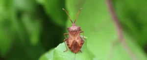 Chinch Bugs and Fall Armyworms: Why August Is the Worst Month for Florida Lawn Pests chinch bugs and fall armyworms in florida lawn pests