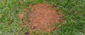 Fire Ant Mounds After the Rain: Why September Brings a Surge fire ant mounds after rain fort myers fl