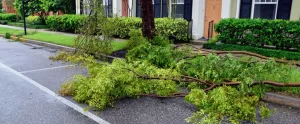 September Is Peak Hurricane Season: A 72-Hour Landscape Prep Checklist landscape prep for hurricane season