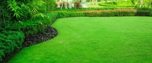 How to Keep Your Lawn Alive During Florida's Hottest, Wettest Month lawn alive during florida's hottest month