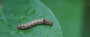 Sod Webworms and Fall Armyworms: Why September Is the Worst Month for Turf Damage sod webworms and fall armyworms in turf