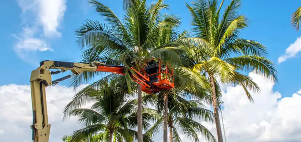 Tree Service Fort Myers