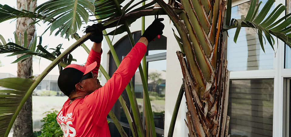 Tree Trimming Naples FL: Essential Reasons to Get Professional Help