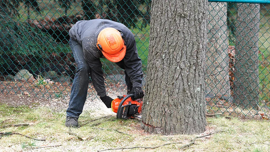 Signs Your Need To Remove Your Tree