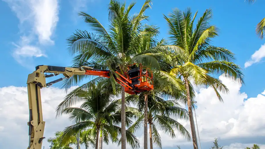 Tree Removal Services In Fort Myers, FL