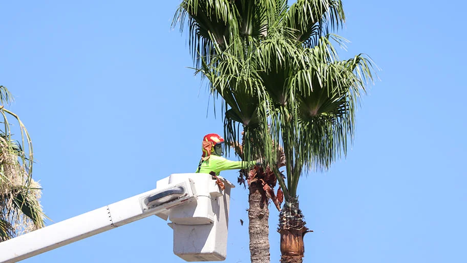 Tree Trimming Services In Fort Myers, FL